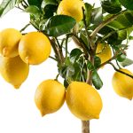 lemontrees